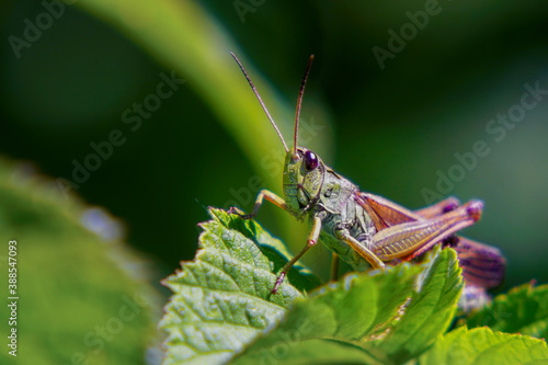 Agricultural pest Grasshopper or locust sitting on the grass