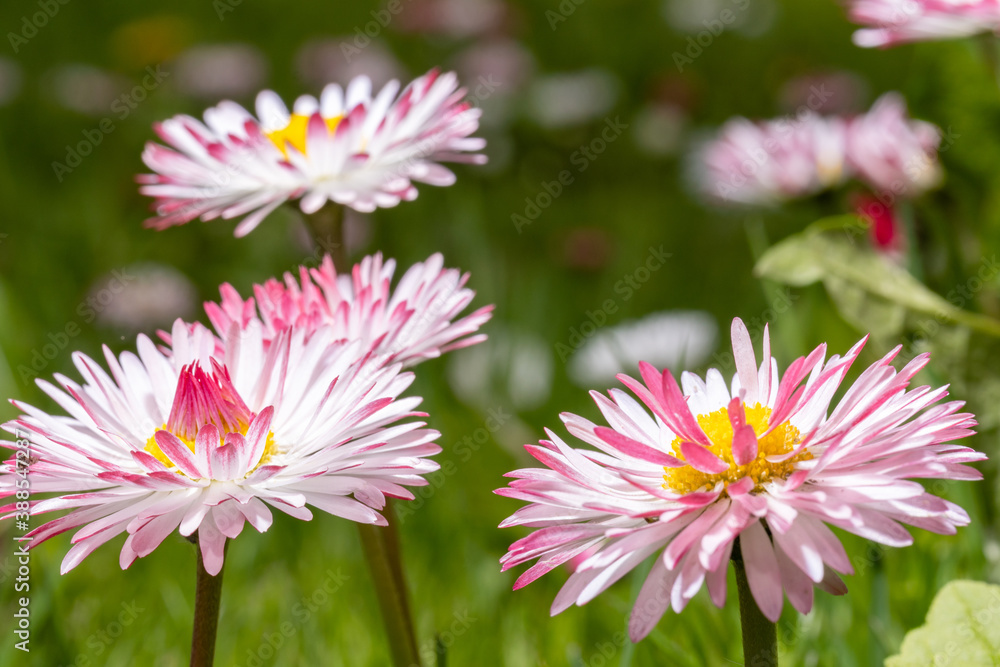 Obraz premium glade of red and white flowers daisies close up