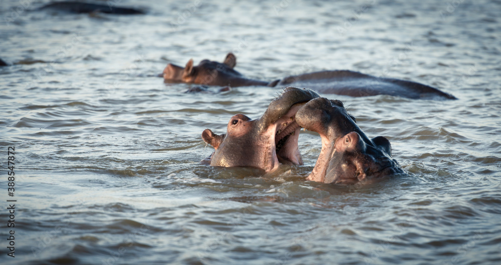 Fototapeta premium young baby hippos, playing in a river bed surrounded by their watching adults 