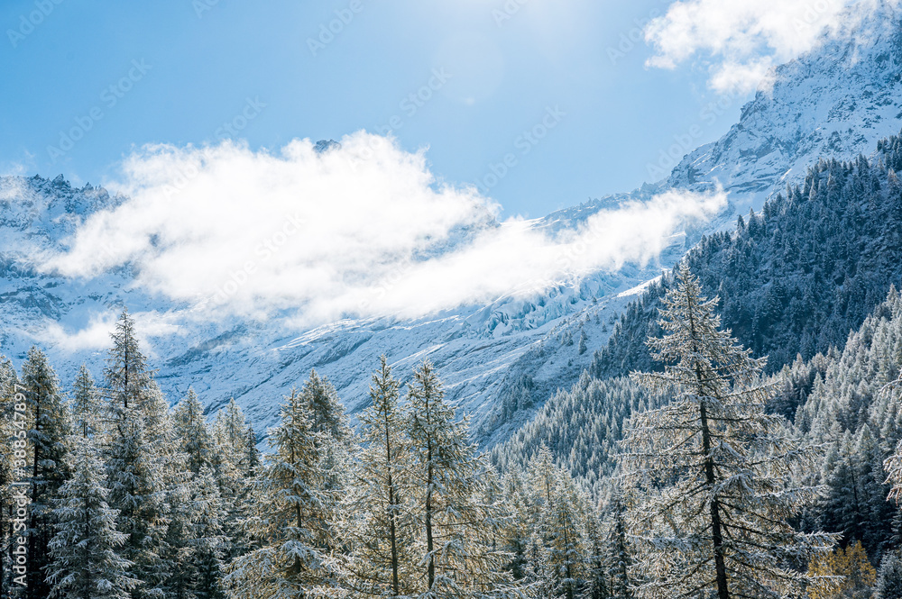 frozen winter forest in Vallée du Trient, Valais