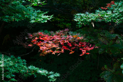 田沢に訪れた早い秋の紅葉