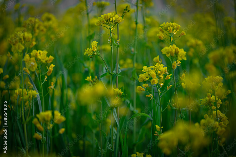 Macroaufnahme von Rapsblume Macroaufnahme von Rapsblume