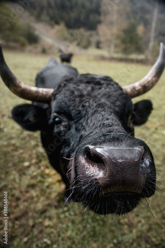 close-up image of a herens fighting cow in valais