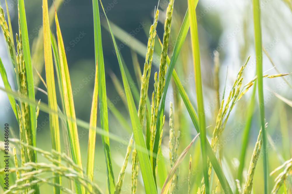 Obraz premium Ears of rice growing in the field.