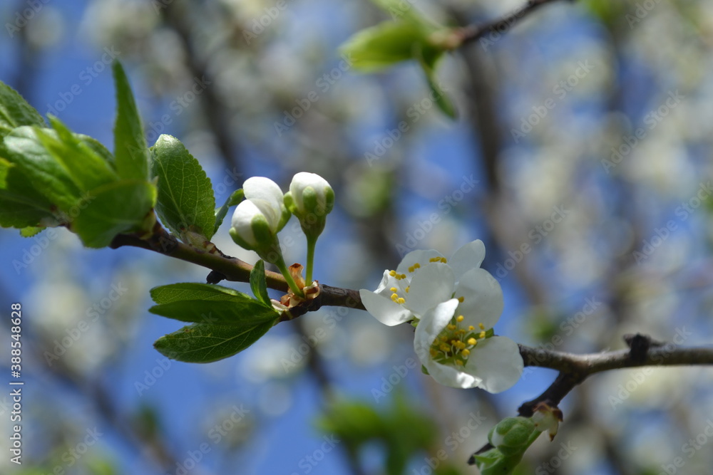 Fototapeta premium plum tree blossoms in spring