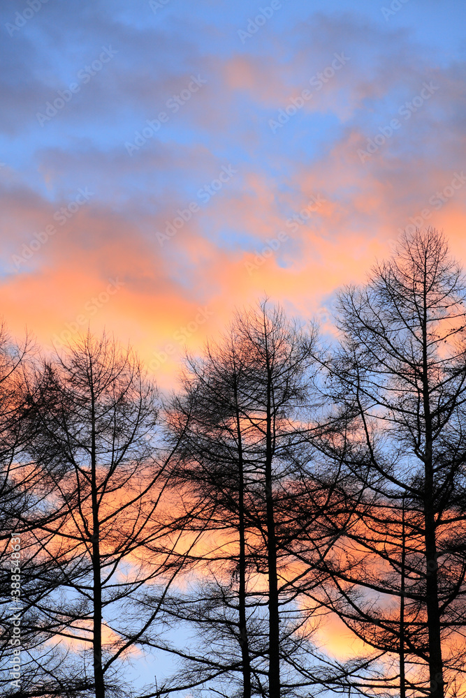樹と夕焼け空