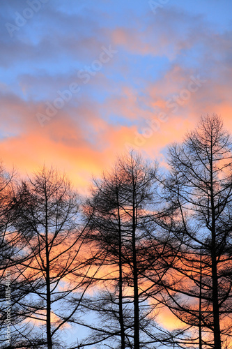 樹と夕焼け空