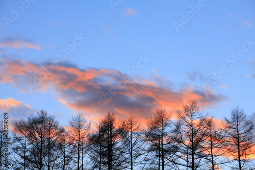 樹と夕焼け空