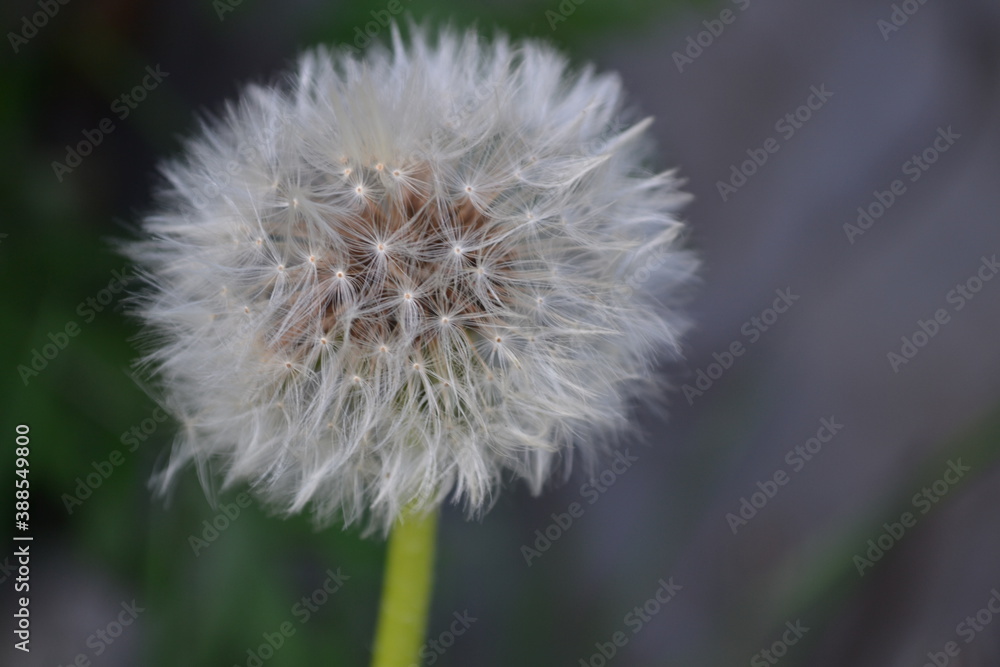 dandelion on gray background