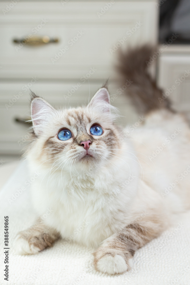 Sacred Birman cat on a light background, birma Sacred Birman cat on a light background, birma