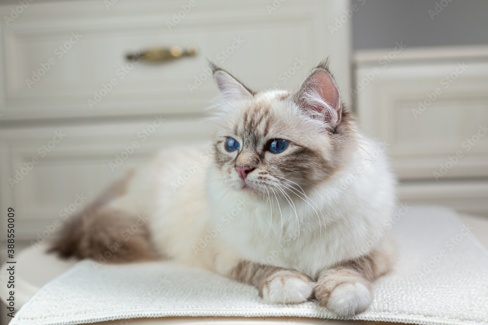 Obraz premium Sacred Birman cat on a light background, birma