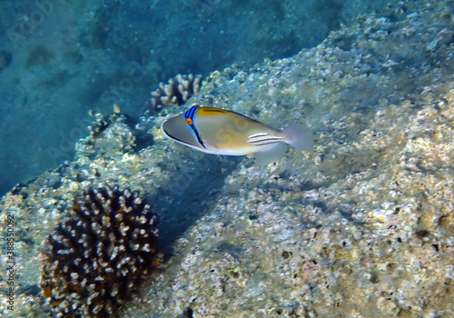 Exotic fish -  Picasso trigger-fish  scientific name is Rhinecanthus assas  the species belongs to the family Balistidae  it inhabits Red Sea  Middle East