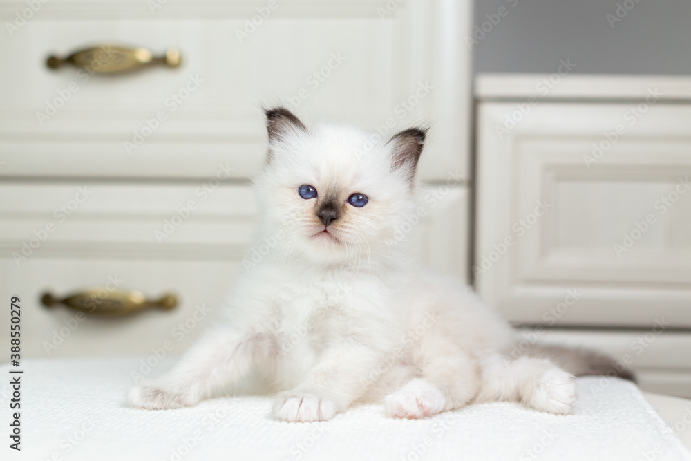 Sacred Birman kitten on a light background, birma