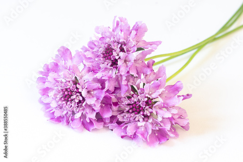 Three purple scabiosa on a white background. Light floral backdrop with autumn flowers photo