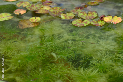 Green hydrilla verticillata plant underwater with natural background. photo