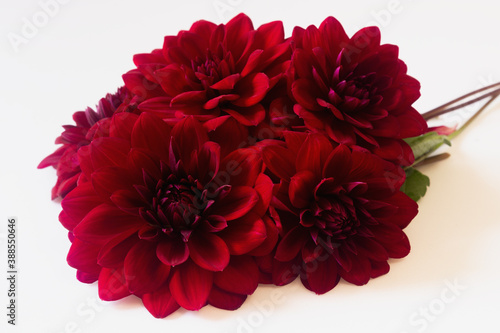 Large burgundy dahlias isolated white background. Bouquet of five summer and autumn flowers