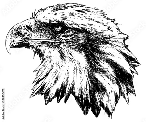 head of American bald eagle vector graphic 