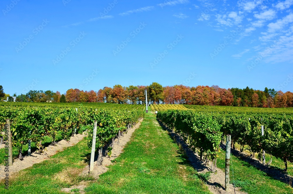 Vineyard on hill in the heart of Finger Lakes Wine Country, New York 