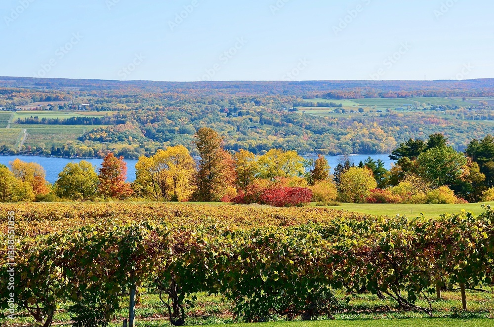 Landscape with vineyard, autumn foliage, hill and Seneca Lake, one of Finger Lakes in New York 