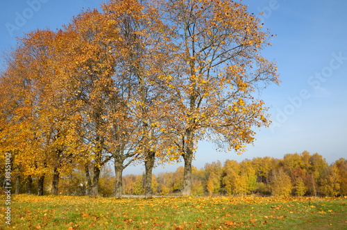 Autumn landscape with yellow maples