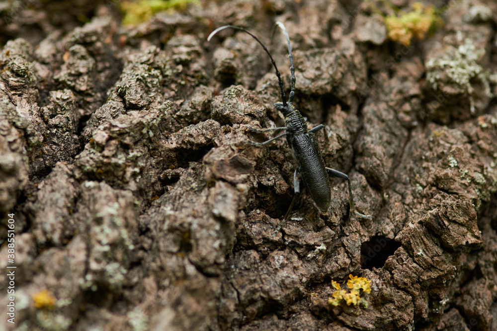Kleiner Eichenbock (Cerambyx scopolii) Kleiner Eichenbock (Cerambyx scopolii)