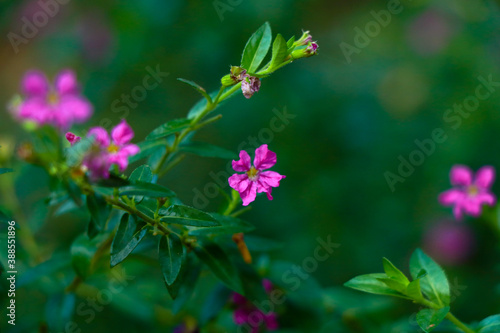 Tiny pink color flower of a bush or hedging plant in the home garden
