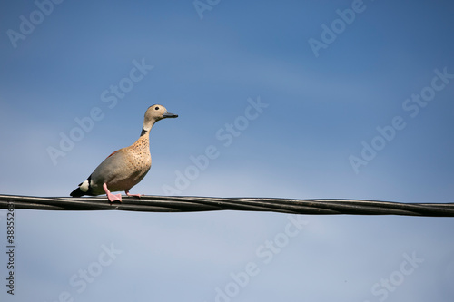 patos posando en cables de luz en cielo azul photo