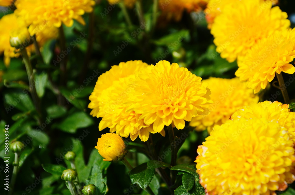 Yellow chrysanthemums daisy flower background pattern bloom. Yellow chrysanthemums daisy flower background pattern bloom.