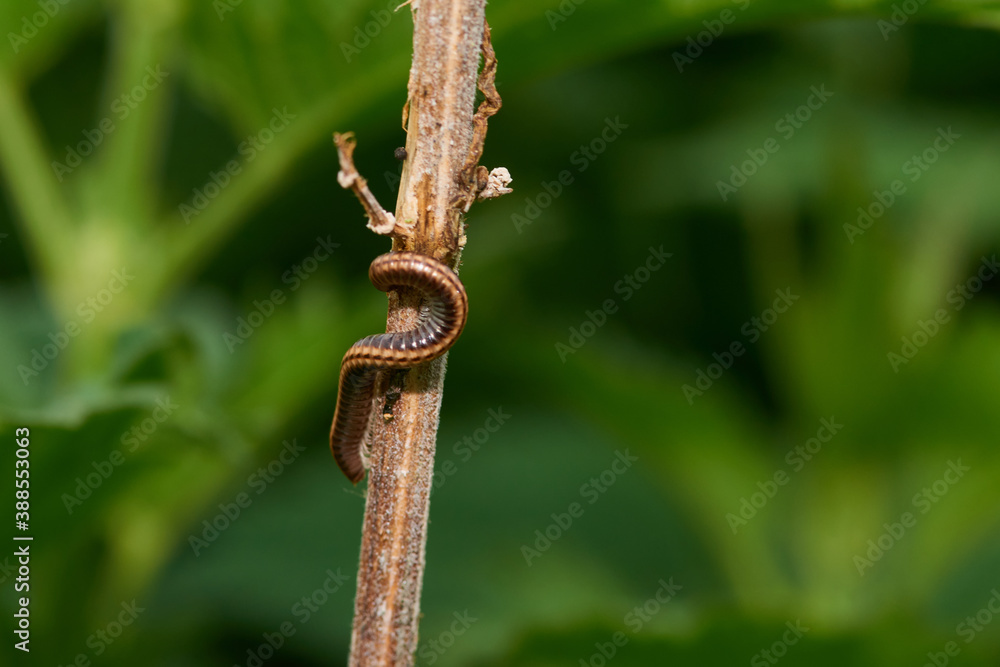 Gemeiner Zweistreifen-Schnurfüßer, (Ommatoiulus sabulosus) Gemeiner Zweistreifen-Schnurfüßer, (Ommatoiulus sabulosus)