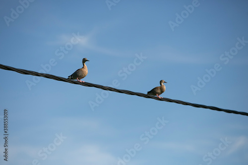 patos posando en cables de luz en cielo azul photo