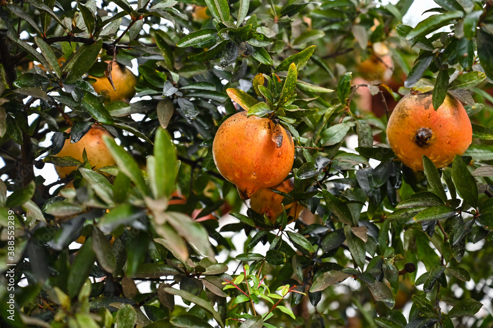 Pomegranates on tree after rain.