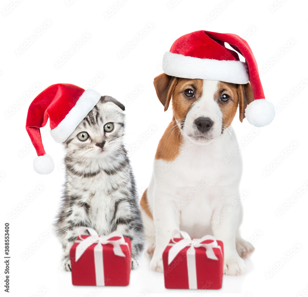 Jack russell terrier puppy and gray tabby kitten wearing red christmas hats sit together with gift boxes. isolated on white background