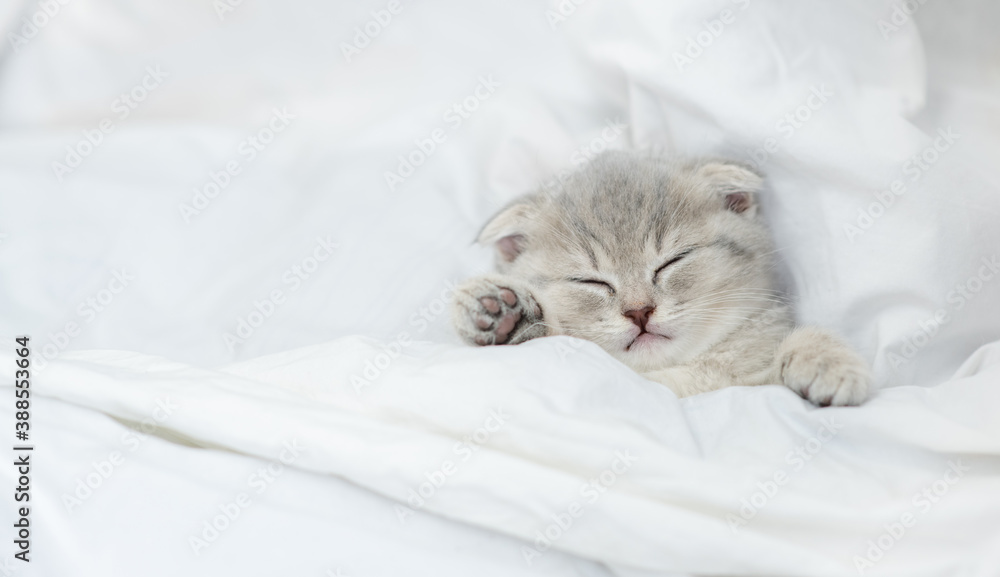 Cozy tiny scottish kitten sleeps under blanket on a bed at home. Top down view Cozy tiny scottish kitten sleeps under blanket on a bed at home. Top down view