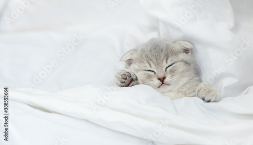 Cozy tiny scottish kitten sleeps under blanket on a bed at home. Top down view