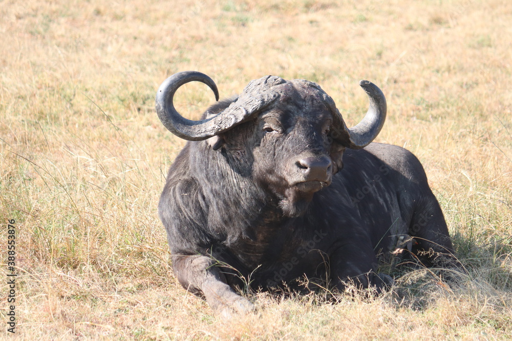 Fototapeta premium african buffalo in Masai Mara