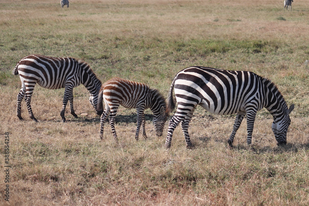 zebras in the savannah zebras in the savannah