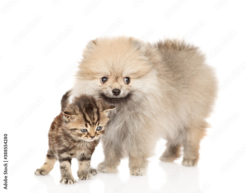 Pomeranian spitz puppy and kitten stand together and look at camera. isolated on white background Pomeranian spitz puppy and kitten stand together and look at camera. isolated on white background