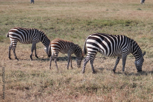 zebras in the savannah