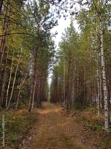 path in the forest