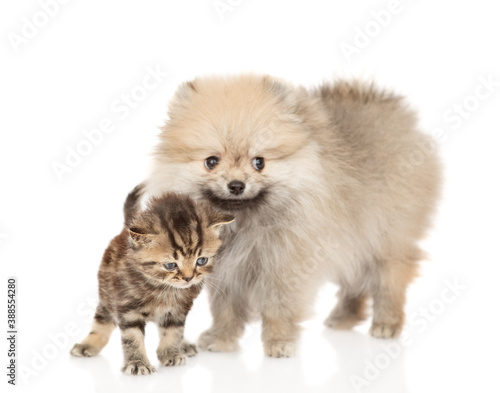 Pomeranian spitz puppy and kitten stand together and look at camera. isolated on white background