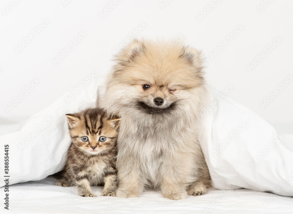 Winking Pomeranian spitz puppy and gray kitten sit together under warm blanket on a bed at home Winking Pomeranian spitz puppy and gray kitten sit together under warm blanket on a bed at home