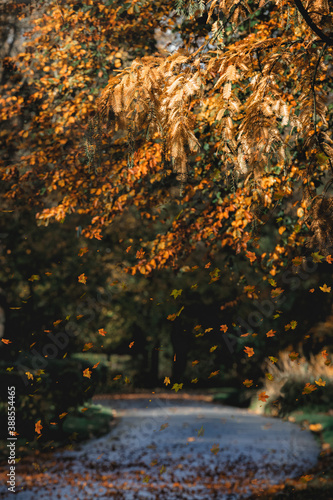 herbstlicher Wanderweg durch einen Stadtpark