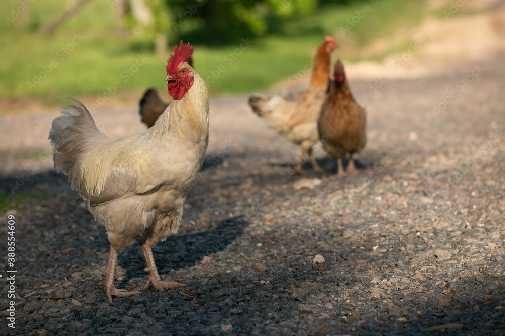 Fototapeta premium Gallinas y gallos juntos a la par