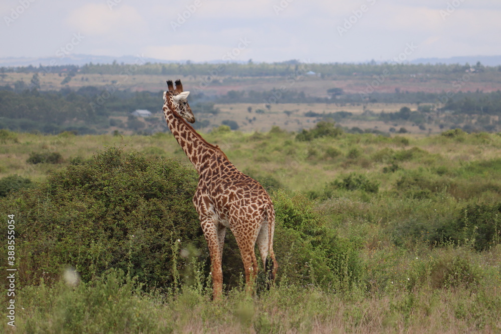 Obraz premium giraffe in the savannah
