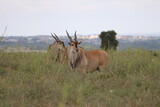 Elands in Nairobi National Park, Kenya 