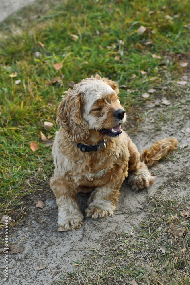 Dog Cocker Spaniel in the Woods Dog Cocker Spaniel in the Woods