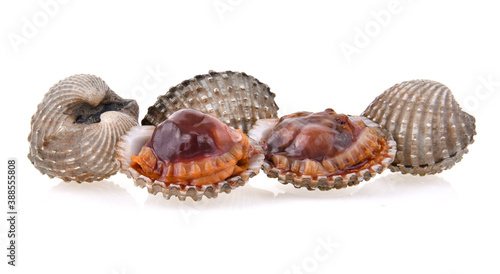 fresh cockles seafood on white background