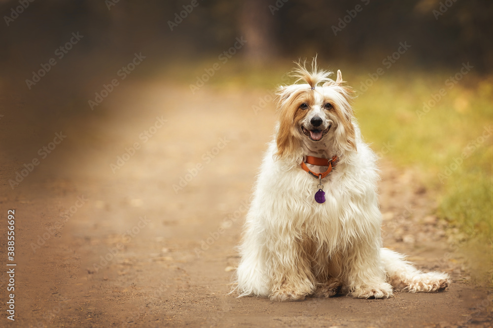 Chinese crested dog sitting in an autumn Park