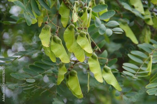 Selected focus close-up view of the seeds of a tipuana tipu Pride of Bolivia tree and its foliage photo