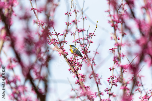 Colorful small bird in colorful flowered tree